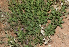 Penstemon platyphyllus