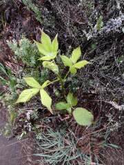 Rubus argutus