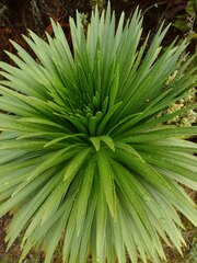 Argyroxiphium grayanum