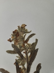 Oreocarya