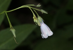 Mertensia