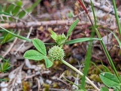 Trifolium glomeratum