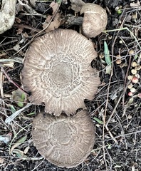 Coprinopsis uliginicola