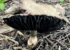 Coprinopsis uliginicola