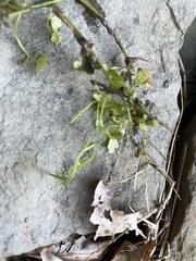 Cardamine occulta
