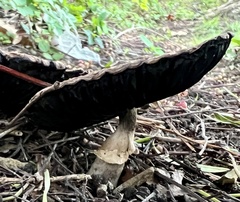 Coprinopsis uliginicola