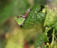 Chlorostrymon simaethis