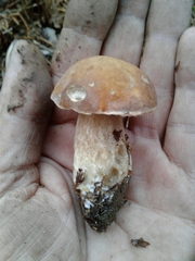 Boletus aereus