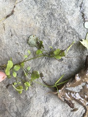 Cardamine occulta