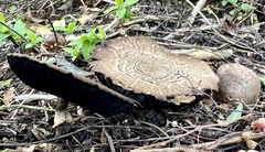 Coprinopsis uliginicola