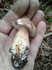 Boletus aereus