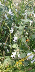 Malva preissiana