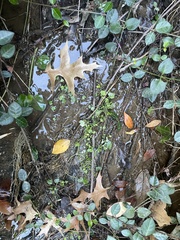 Cardamine occulta