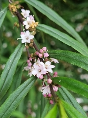 Myoporum floribundum