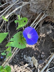 Ipomoea meyeri