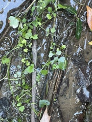 Cardamine occulta