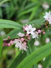 Myoporum floribundum