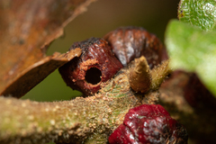 Disholcaspis eldoradensis