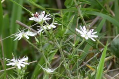 Stellaria pungens