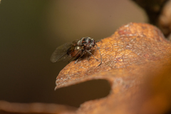 Disholcaspis eldoradensis