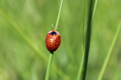 Botanochara macularia