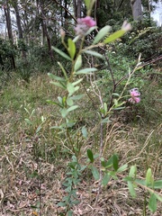 Grevillea sericea