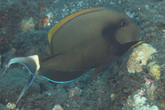 Acanthurus nigricauda