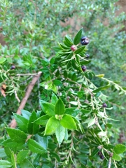 Gaultheria phillyreifolia