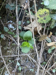 Vinca major