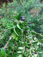Gaultheria phillyreifolia