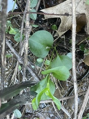 Vinca major