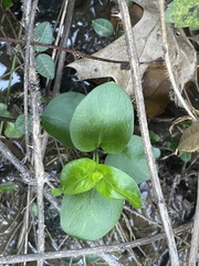 Vinca major