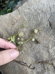 Cardamine occulta