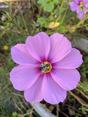 Cosmos bipinnatus