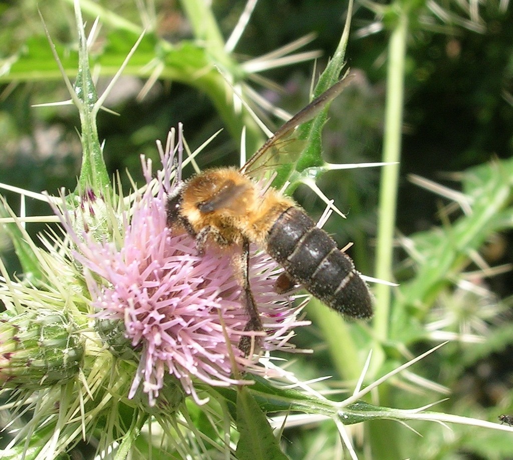 Himalayan Giant Honey Bee