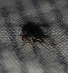 Dolichopodidae