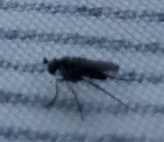Dolichopodidae