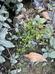 Cardamine occulta