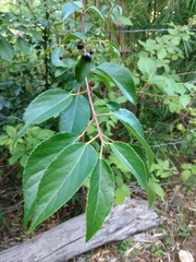 Aristotelia chilensis