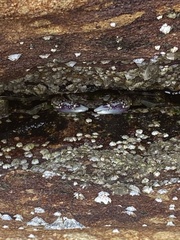 Leptograpsus variegatus