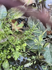 Cardamine occulta