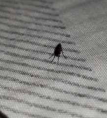 Dolichopodidae