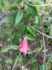Lapageria rosea