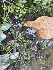 Cardamine occulta