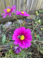 Cosmos bipinnatus