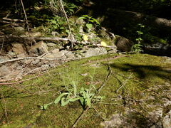 Pilosella officinarum