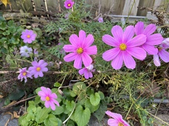 Cosmos bipinnatus