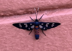 Amata mogadorensis