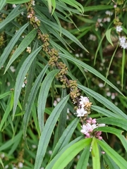 Myoporum floribundum