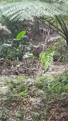 Alectura lathami lathami